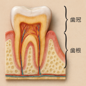 歯冠　歯根